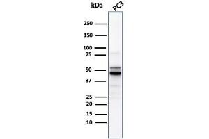 Western Blot Analysis of PC3 cell lysate usingODC1 Rabbit Recombinant Monoclonal Antibody (ODC1/2878R).