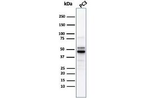 Western Blot Analysis of PC3 cell lysate usingODC1 Rabbit Recombinant Monoclonal Antibody (ODC1/2878R). (Recombinant ODC1 anticorps)