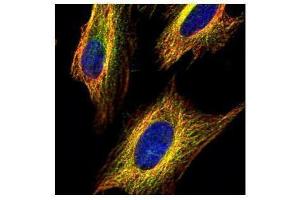 ICC/IF Image Confocal immunofluorescence analysis (Olympus FV10i) of methanol-fixed HeLa, using VDAC2, antibody (Green) at 1:500 dilution.