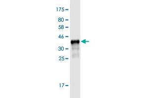 Western Blot detection against Immunogen (36.