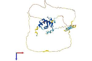 AlphaFold protein structure predicition of Mouse Recombinant Foxb1 Protein, UniprotID Q64732