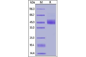 Biotinylated Human LAP ( 1), His,Avitag on  under reducing (R) condition. (TGFB1 Protein (AA 30-278) (His tag,AVI tag,Biotin))