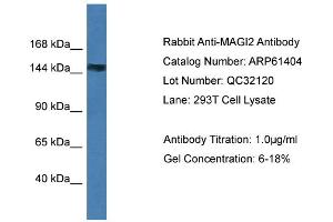 Western Blotting (WB) image for anti-Membrane Associated Guanylate Kinase, WW and PDZ Domain Containing 2 (MAGI2) (N-Term) antibody (ABIN2788791) (MAGI2 anticorps  (N-Term))