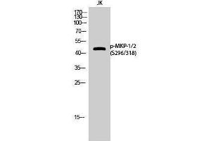 Western Blotting (WB) image for anti-Dual Specificity Phosphatase 1/4 (DUSP1/4) (pSer296), (pSer318) antibody (ABIN3182702) (MKP-1/2 anticorps  (pSer296, pSer318))