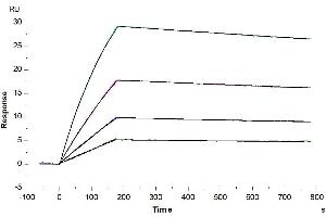 Interleukin 10 (IL10) (AA 19-178) protein (His-Avi Tag,Biotin)