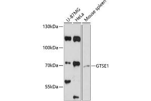 Western blot analysis of extracts of various cell lines, using GTSE1 antibody (ABIN6130408, ABIN6141524, ABIN6141526 and ABIN6218073) at 1:3000 dilution. (GTSE1 anticorps  (AA 30-290))