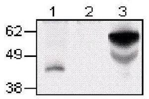 Western Blotting (WB) image for anti-Tumor Necrosis Factor Receptor Superfamily, Member 4 (TNFRSF4) antibody (ABIN2478387)