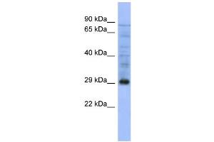 WB Suggested Anti-PSMA5  Antibody Titration: 0. (PSMA5 anticorps  (Middle Region))