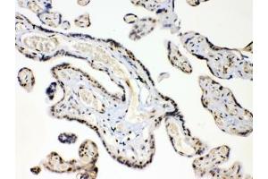 IHC testing of FFPE human placental tissue with HMGB1 antibody at 1ug/ml.