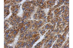 Image no. 1 for anti-Sideroflexin 1 (SFXN1) (AA 1-186) antibody (ABIN1500906)