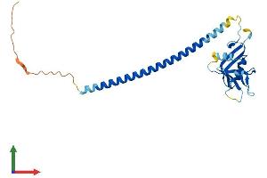 AlphaFold protein structure predicition of Mouse Recombinant Clec9a Protein, UniprotID Q8BRU4