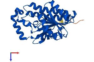 AlphaFold protein structure predicition of Mouse Recombinant Hpgd Protein, UniprotID Q8VCC1