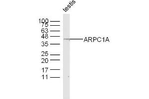 Mouse testis lysates probed with ARPC1A Polyclonal Antibody, Unconjugated  at 1:300 dilution and 4˚C overnight incubation.