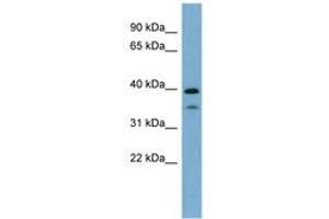 Image no. 1 for anti-Transcription Factor MafA (MAFA) (AA 71-120) antibody (ABIN6741973)