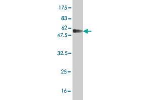 Western Blot detection against Immunogen (52.