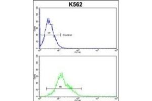 anti-Adenosine Monophosphate Deaminase 2 (AMPD2) (AA 187-217) antibody