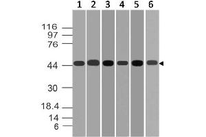 Image no. 1 for anti-Mitogen-Activated Protein Kinase Kinase 2 (MAP2K2) (AA 2-200) antibody (ABIN5027354) (MEK2 anticorps  (AA 2-200))