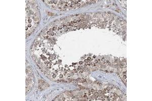 Immunohistochemical staining of human testis with CHCHD5 polyclonal antibody  shows strong cytoplasmic positivity in subsets of cells in seminiferus ducts at 1:20-1:50 dilution. (CHCHD5 anticorps)