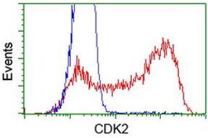 Flow Cytometry (FACS) image for anti-Cyclin-Dependent Kinase 2 (CDK2) antibody (ABIN1497397) (CDK2 anticorps)