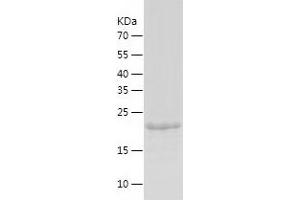 Western Blotting (WB) image for Nucleolar Protein 3 (Apoptosis Repressor with CARD Domain) (NOL3) (AA 1-208) protein (His tag) (ABIN7124222) (NOL3 Protein (AA 1-208) (His tag))