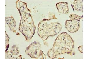 Immunohistochemistry of paraffin-embedded human placenta tissue using ABIN7151150 at dilution of 1:100 (RNF138 anticorps  (AA 2-245))