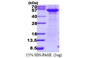 SDS-PAGE (SDS) image for CASP8 and FADD-Like Apoptosis Regulator (CFLAR) (AA 1-480) protein (ABIN667543)
