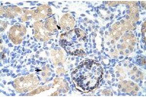 Immunohistochemical staining (Formalin-fixed paraffin-embedded sections) of human kidney with CLIC5 polyclonal antibody  at 4-8 ug/mL working concentration. (CLIC5 anticorps  (C-Term))