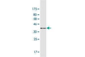 Western Blot detection against Immunogen (42.