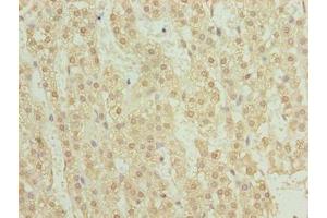 Immunohistochemistry of paraffin-embedded human adrenal gland tissue using ABIN7173492 at dilution of 1:100