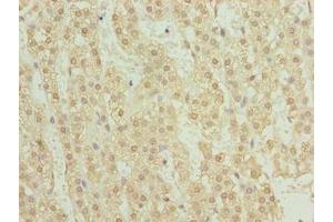 Immunohistochemistry of paraffin-embedded human adrenal gland tissue using ABIN7173492 at dilution of 1:100 (TRMT6 anticorps  (Catalytic Subunit))