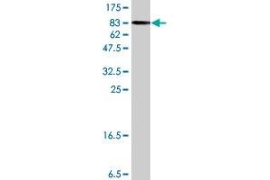 Western Blot detection against Immunogen (91.