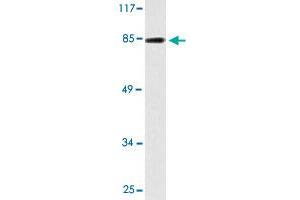 Western blot analysis of HT-29 cell lysate with EZH1 polyclonal antibody . (EZH1 anticorps)