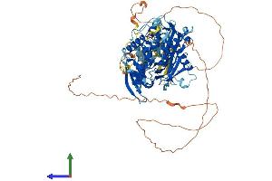 AlphaFold protein structure predicition of Mouse Recombinant Adarb2 Protein, UniprotID Q9JI20