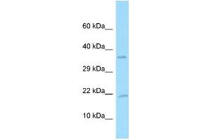 Western Blotting (WB) image for anti-Platelet Derived Growth Factor A (PDGFA) (C-Term) antibody (ABIN2774382) (PDGFA anticorps  (C-Term))