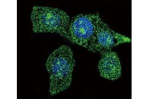 Confocal immunofluorescent analysis of ACOX1 antibody with HeLa cells followed by Alexa Fluor 488-conjugated goat anti-mouse lgG (green).