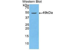 Western Blotting (WB) image for anti-Enolase 2 (Gamma, Neuronal) (ENO2) (AA 2-285) antibody (ABIN1860064)