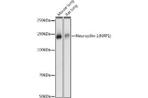 Western blot analysis of extracts of various cell lines, using Neuropilin-1 (NRP1) antibody (ABIN7268892) at 1:1000 dilution. (Neuropilin 1 anticorps  (AA 21-250))
