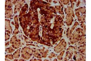 IHC image of ABIN7152082 diluted at 1:600 and staining in paraffin-embedded human pancreatic tissue performed on a Leica BondTM system.