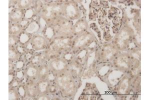 Immunoperoxidase of monoclonal antibody to GSC on formalin-fixed paraffin-embedded human kidney.