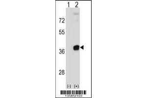 Western blot analysis of PRPS2 using rabbit polyclonal PRPS2 Antibody using 293 cell lysates (2 ug/lane) either nontransfected (Lane 1) or transiently transfected (Lane 2) with the PRPS2 gene. (PRPS2 anticorps  (AA 77-106))