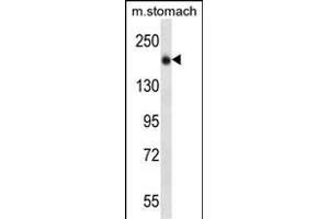 UNC13B Antibody (N-term) (ABIN657040 and ABIN2846211) western blot analysis in mouse stomach tissue lysates (35 μg/lane). (UNC13B anticorps  (N-Term))