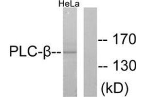 Western blot analysis of extracts from HeLa cells, treated with PMA 125ng/ml 30', using PLCB3 (Ab-1105) Antibody.