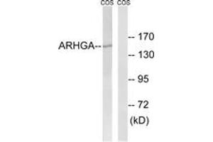 Western blot analysis of extracts from COS7 cells, using ARHGEF10 Antibody. (ARHGEF10 anticorps  (AA 339-388))