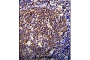 anti-Homeobox B6 (HOXB6) (AA 128-155) antibody