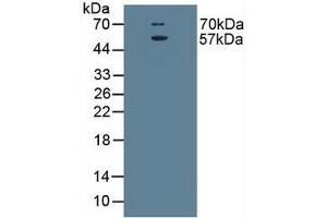 Figure. (SLC1A1 anticorps  (AA 115-209))