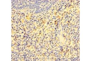 Immunohistochemistry of paraffin-embedded human tonsil tissue using ABIN7153835 at dilution of 1:100 (GCET2 anticorps  (AA 1-178))