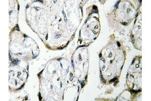 Immunohistochemical analysis of paraffin-embedded human placenta tissue using ND1 polyclonal antibody . (MT-ND1 anticorps)