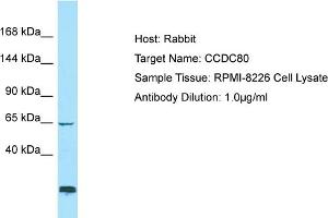 Host: Rabbit Target Name: CCDC80 Sample Type: RPMI-8226 Whole Cell lysates Antibody Dilution: 1. (CCDC80 anticorps  (C-Term))