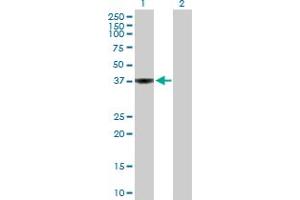 Western Blot analysis of WDSUB1 expression in transfected 293T cell line by WDSUB1 MaxPab polyclonal antibody.
