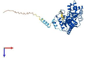 AlphaFold protein structure predicition of Mouse Recombinant St8sia1 Protein, UniprotID Q64687